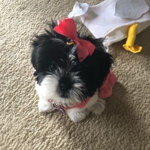 Meet your Posher, Maroni